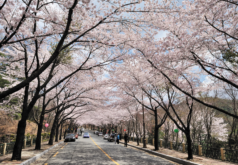 八公山桜祭り
